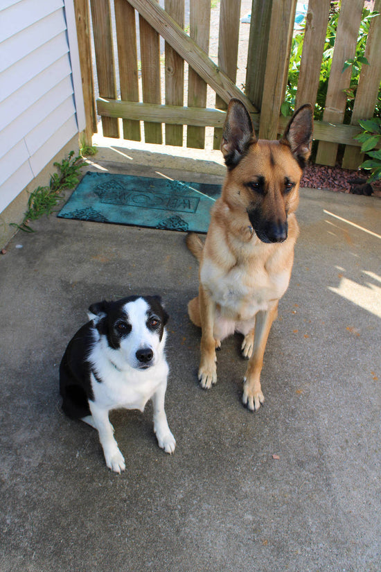 A german shepherd and a mixbreed dog posing 